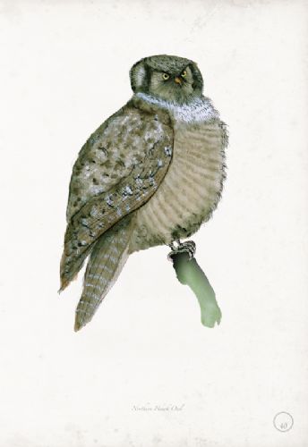 Northern Hawk Owl - artist signed print